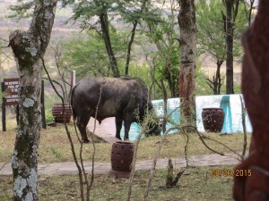 Cape Buffalo drinking water from our hotel's pool.