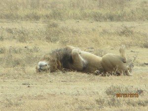 Lion, sleeping in the crater. Yep, that's what lions really do all day.